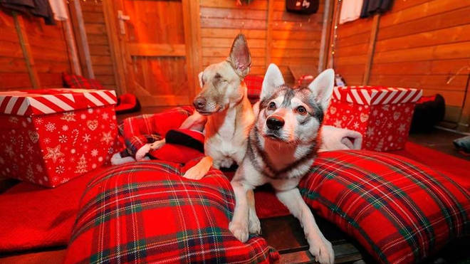 Dogs can have their own Christmassy day out while owners shop