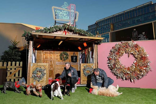 Dogs have options like a Christmas card photo shoot