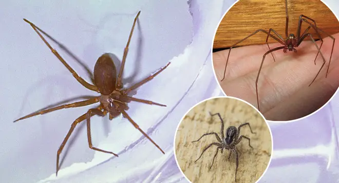 People in Mexico are being warned of this new species of spider