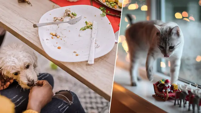 This is what you should feed your pets at Christmas