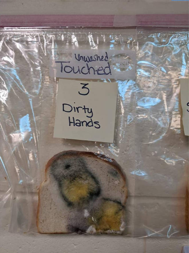 The bread touched by dirty hands had gone extremely mouldy