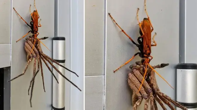 A photo has gone viral of a wasp eating a spider