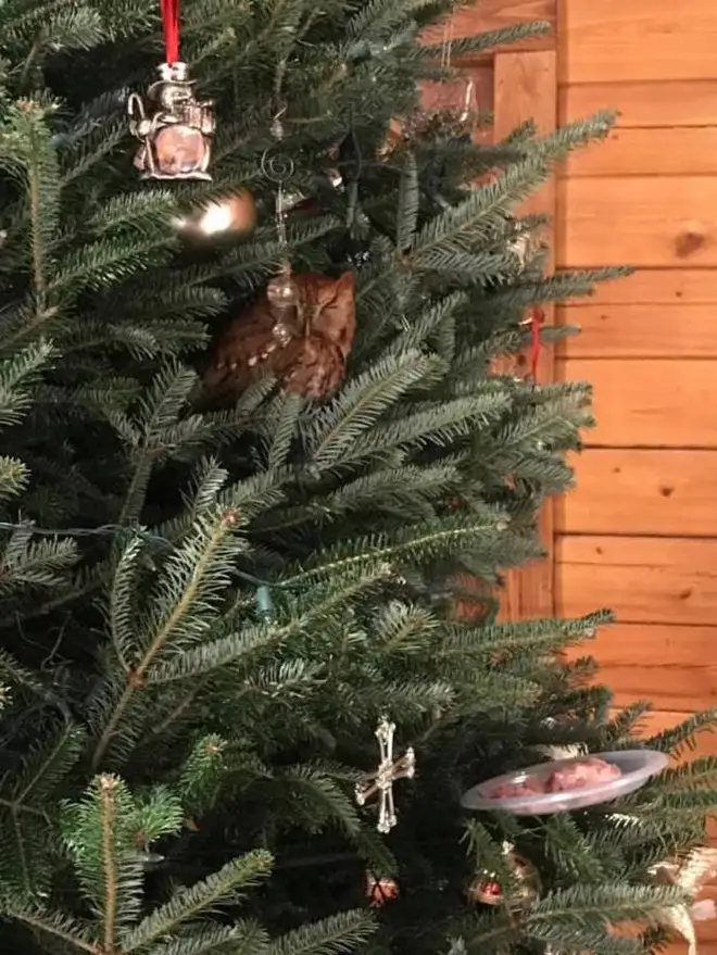 The tree had a little owl within it