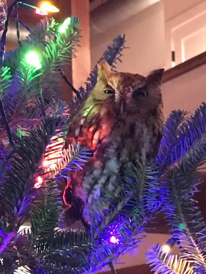 The owl climbed to the top of the tree the morning after