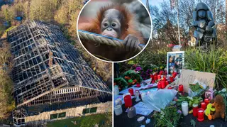 Gorillas, orangutans and chimps die in German zoo fire.