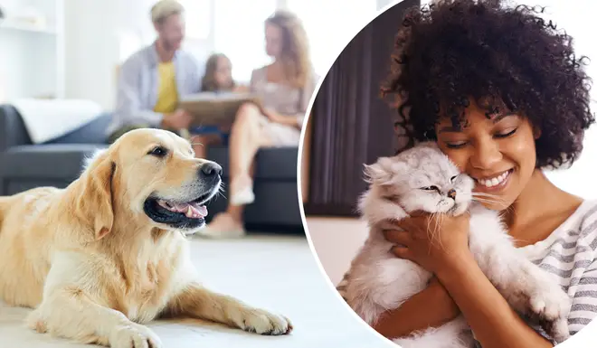 You could soon be allowed to have a pet in your rented home