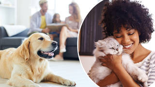You could soon be allowed to have a pet in your rented home