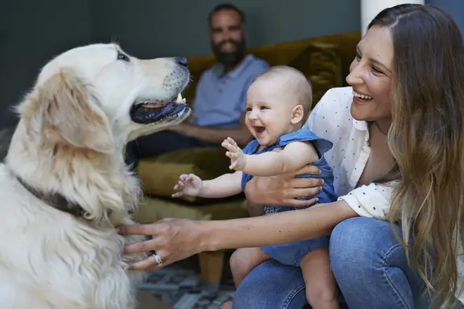 The government want to make it easier for people who are renting to have pets