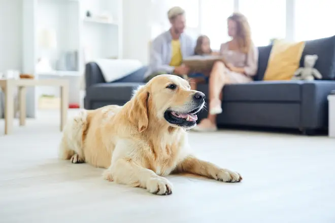 Currently, only 7 per cent of landlords in the UK advertise their properties as allowing pets