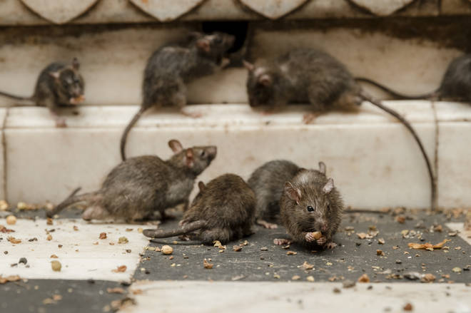 It has been reported the rats have been coming from an underground pipe STOCK IMAGE