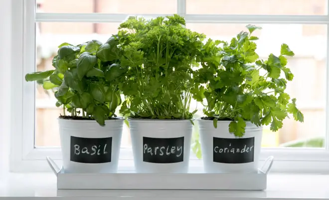 Store your tasty herbs in these bargain £1 plant pots.