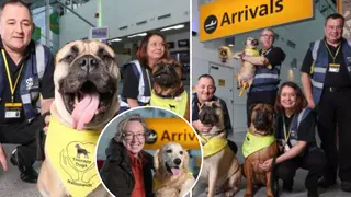 You'll find these therapy dogs in arrivals and departures at Southampton International Airport.