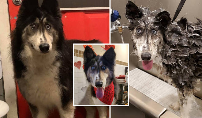 Jubilee, a four-year-old husky, has found her forever home