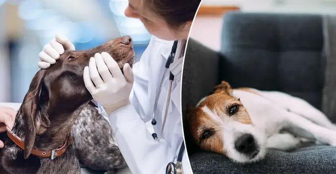 Dog owners are warning over a new virus