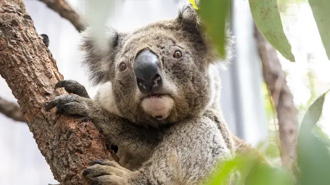 Millions of koalas have been tragically killed in the Australian bushfires