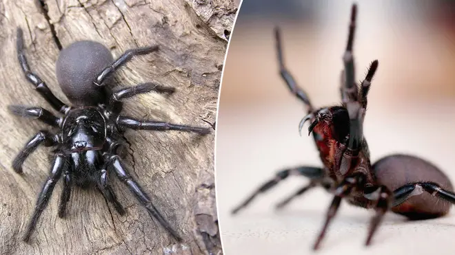 Australia could be hit by an influx of deadly spiders