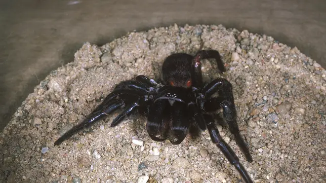 Funnel web spiders are native to Australia