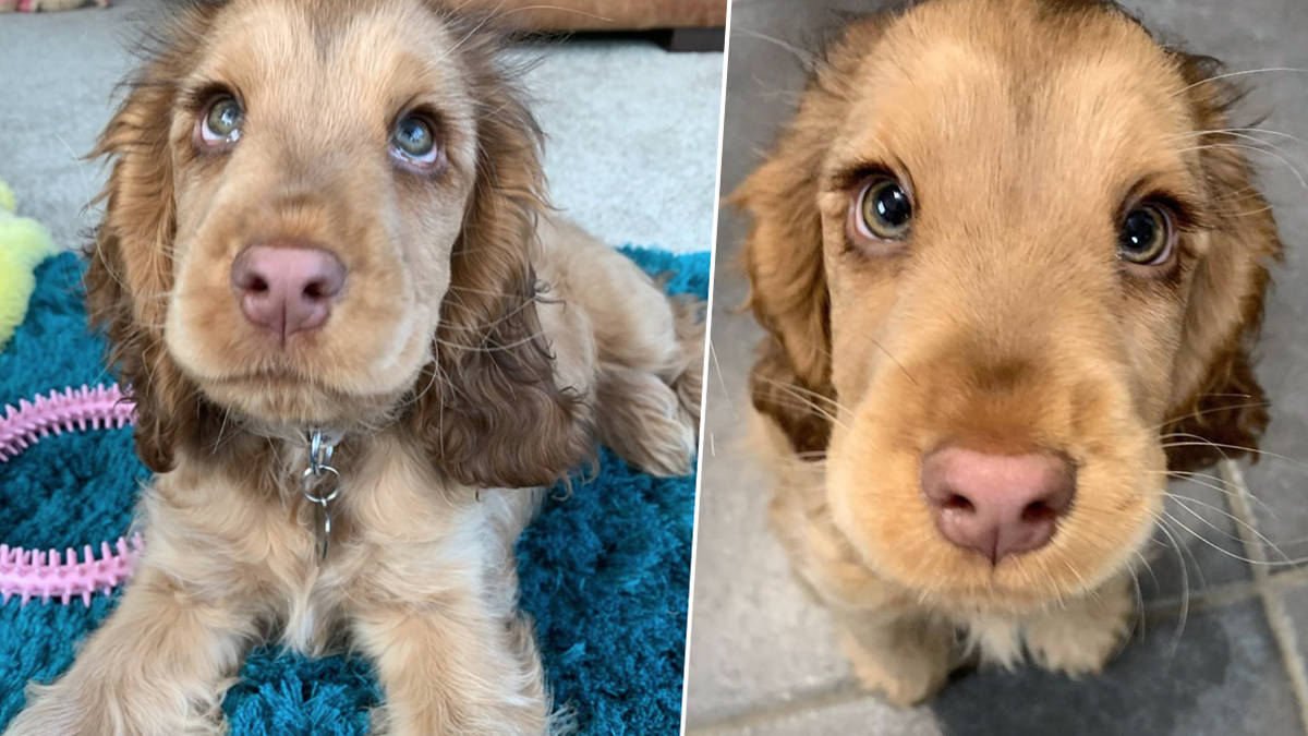 Puppy With Disney Character Eyes Goes Viral As People Swoon Over Her Long Lashes Heart,Country Ribs In Oven Quick