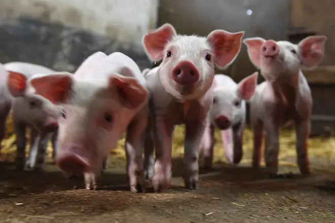 Cotton Branch Farm Sanctuary is on the hunt for a caring team of 'piggy cuddlers'.