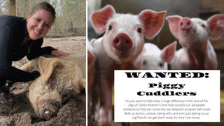 An animal sanctuary is seeking volunteer snuggle buddies for pigs.