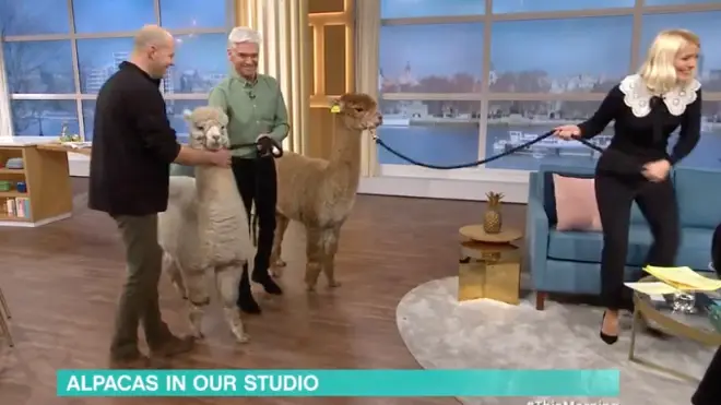 Holly Willoughby was terrified of the alpacas as they arrived on the This Morning set