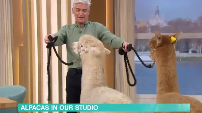 One of the alpacas, Paul, spat in Phil's face