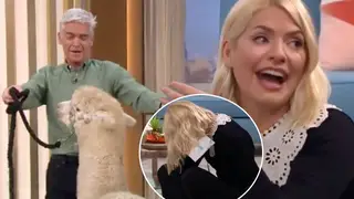 This Morning descends into chaos as an alpaca spits in Phillip Schofield's face, sending Holly Willoughby meltdown