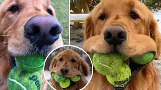 The clever dog can fit half a dozen balls into his slobbery mouth.