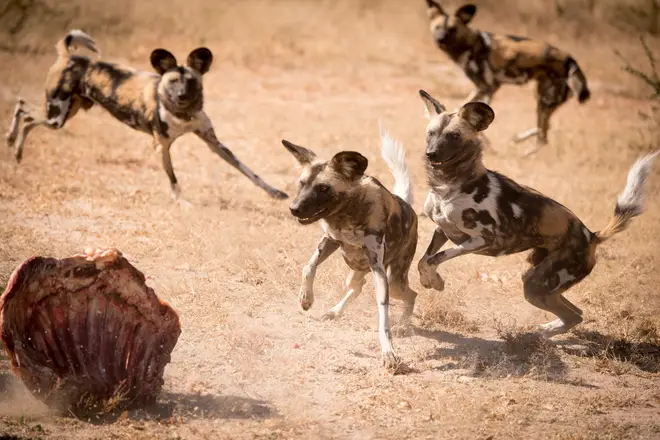 African wild dogs escaped their enclosure after a gate was damaged by Storm Ciara (stock image)