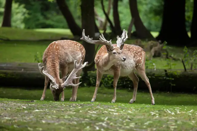 Six Persion Fallow Deer were tragically killed (stock image)