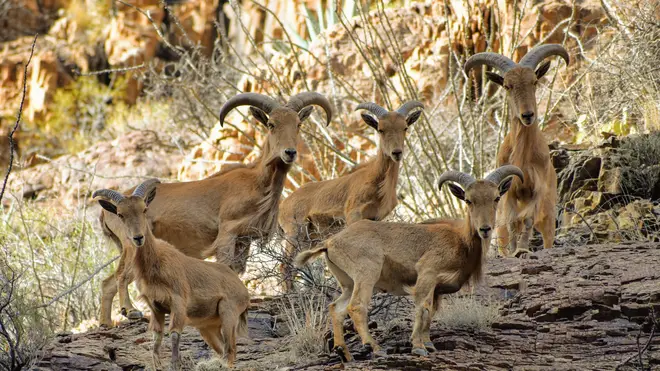 10 Barbary sheep were also killed in the incident (stock image)