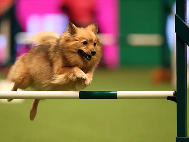 Crufts truly is an incredible experience you'll never forget