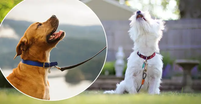 This dog collar will transform your pet's barks