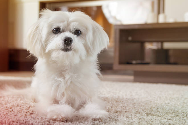 Get rid of pet hair with a squeegee
