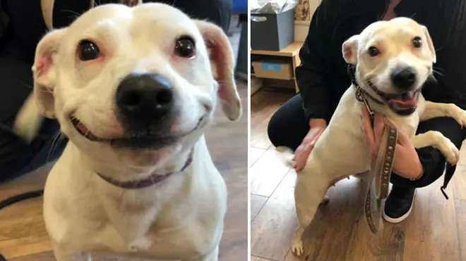 Sybil's new owners fell in love with her amazing smile