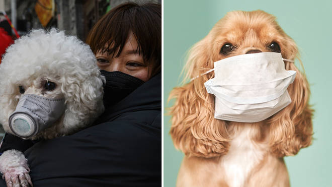 Only one dog in the world have tested positive for coronavirus