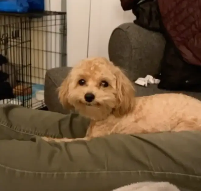 Ducky had just been to the groomers after her smile started coming out