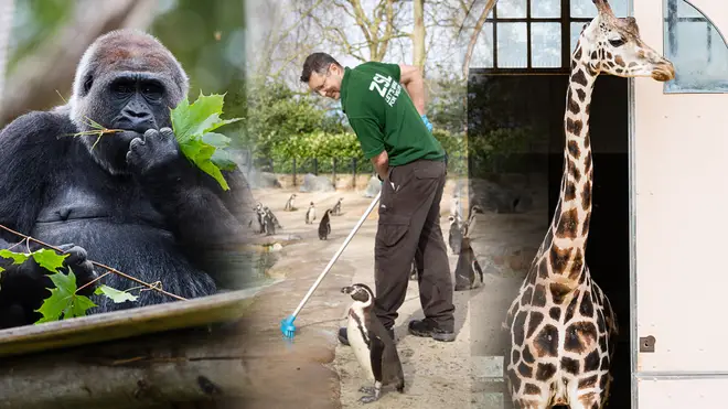 Some zoo workers are continuing to keep the grounds of the zoo in good condition and caring for the animals