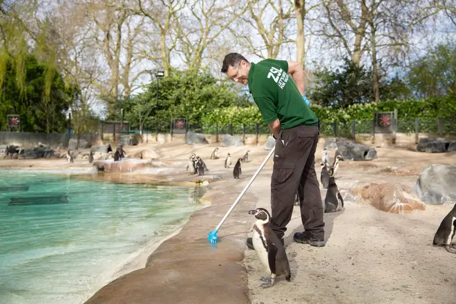 There are still around 18,000 animals at London Zoo that need caring for