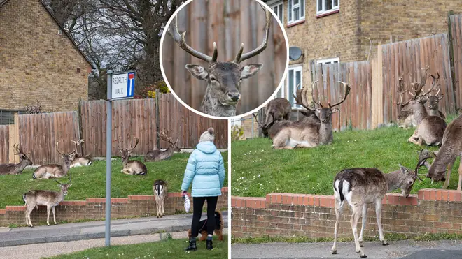 The area in East London has seen deer come and settle in the residential areas