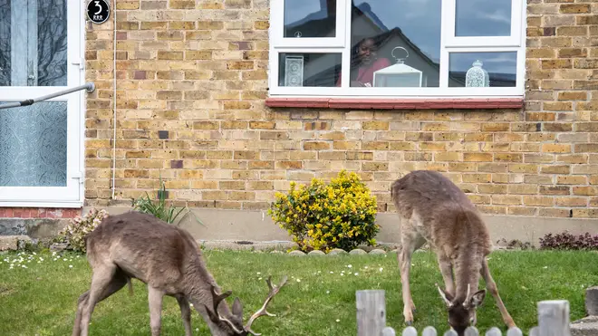 The deer have been making themselves at home, regularly grazing on the grass in front of people's houses