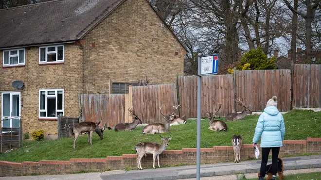 The deer have settled in as the lockdown keeps streets quiet