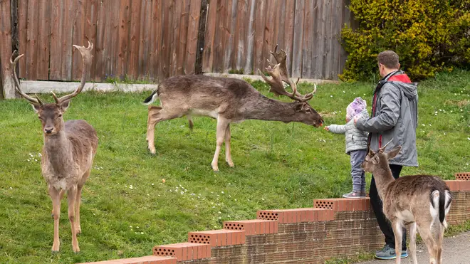 Some locals have taken to feeding the gentle creatures