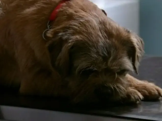 Eccles the dog has died after 14 years on the soap