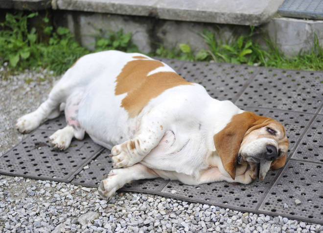 Experts share how to check if your dog is overweight on the new show
