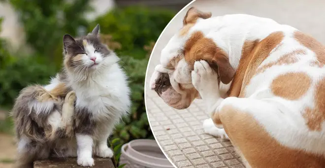 Pet owners have been braced for an unflux of fleas this year
