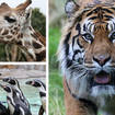 Join Heart as we go behind the scenes at London and Whipsnade Zoos