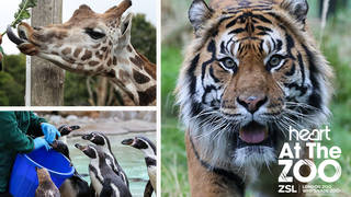 Join Heart as we go behind the scenes at London and Whipsnade Zoos