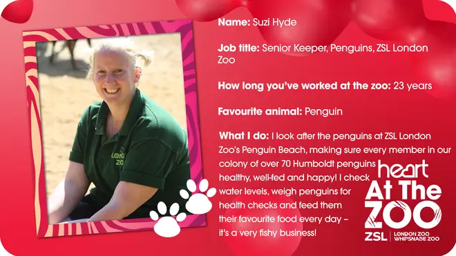 Suzi Hyde is in charge of a LOT of penguins - a fun but exhausting job