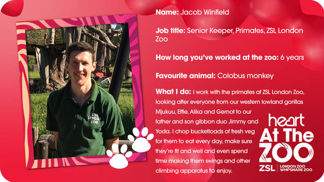 Jacob Winfield is in charge of the Zoos primates.